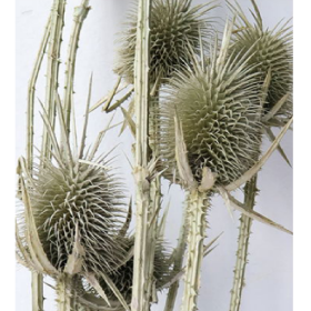 Эрингиум Darkgray сухоцвет оптом (1 пучок-10 шт) фото