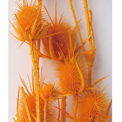 Эрингиум Darkorange сухоцвет оптом (1 пучок-10 шт) фото