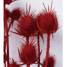 Эрингиум Darkred сухоцвет оптом (1 пучок-10 шт) фото