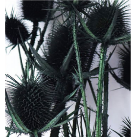 Эрингиум Darkslategray сухоцвет оптом (1 пучок-10 шт) фото