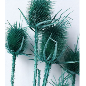 Эрингиум Darkturquoise сухоцвет оптом (1 пучок-10 шт) фото