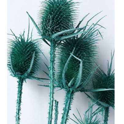 Эрингиум Darkturquoise сухоцвет оптом (1 пучок-10 шт) фото