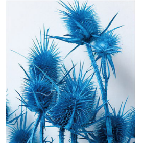 Эрингиум Deepskyblue сухоцвет оптом (1 пучок-10 шт) фото
