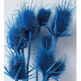 Эрингиум Dodgerblue сухоцвет оптом (1 пучок-10 шт) фото