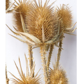 Эрингиум Khaki сухоцвет оптом (1 пучок-10 шт) фото