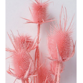 Эрингиум Lightpink сухоцвет оптом (1 пучок-10 шт) фото