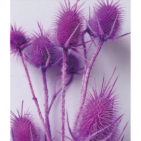 Эрингиум Mediumorchid сухоцвет оптом (1 пучок-10 шт) фото