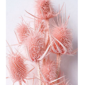 Эрингиум Mistyrose сухоцвет оптом (1 пучок-10 шт) фото