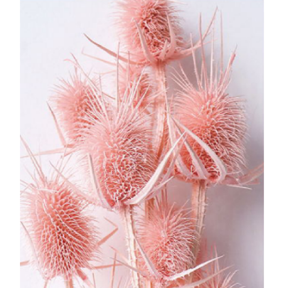 Эрингиум Mistyrose сухоцвет оптом (1 пучок-10 шт) фото