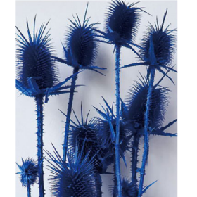 Эрингиум Navy сухоцвет оптом (1 пучок-10 шт) фото