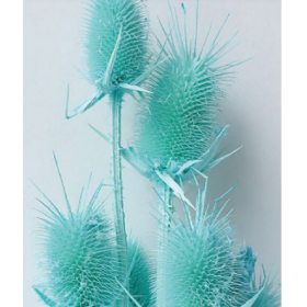 Эрингиум Paleturquoise сухоцвет оптом (1 пучок-10 шт) фото