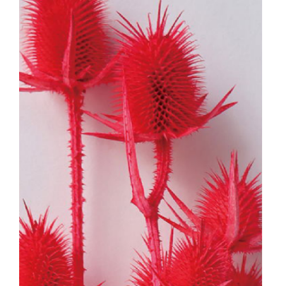 Эрингиум Red сухоцвет оптом (1 пучок-10 шт) фото