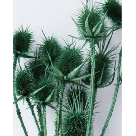 Эрингиум Seagreen сухоцвет оптом (1 пучок-10 шт) фото