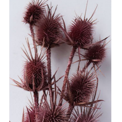 Эрингиум Sienna сухоцвет оптом (1 пучок-10 шт) фото