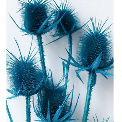 Эрингиум Steelblue сухоцвет оптом (1 пучок-10 шт) фото