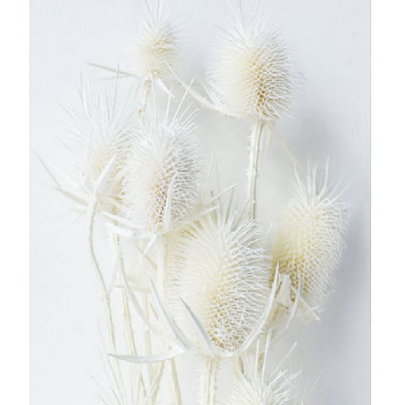 Эрингиум White сухоцвет оптом (1 пучок-10 шт) фото