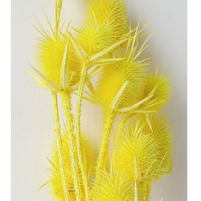 Эрингиум Yellow сухоцвет (1 пучок-10 шт) фото
