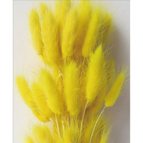Лагурус Yellow сухоцвет оптом (1 штука) фото