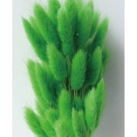 Лагурус Spring Green сухоцвет оптом (1 штука) фото
