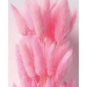 Лагурус Pink сухоцвет оптом (1 штука) фото