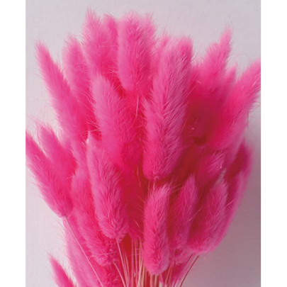 Лагурус Hot Pink сухоцвет оптом (1 штука) фото