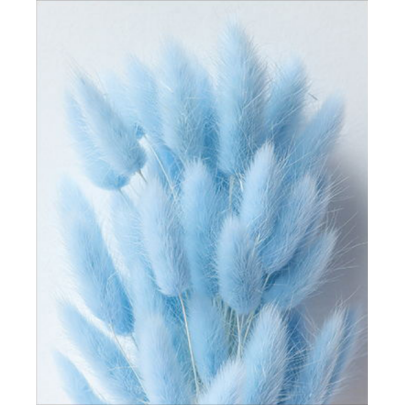 Лагурус Light Blue сухоцвет оптом (1 штука) фото