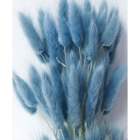 Лагурус Light Sky Blue сухоцвет оптом (1 штука) фото