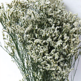 Лимониум крупноцветковый White сухоцвет оптом (1 пучок) фото