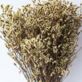 Лимониум крупноцветковый Vanilla сухоцвет оптом (1 пучок) фото