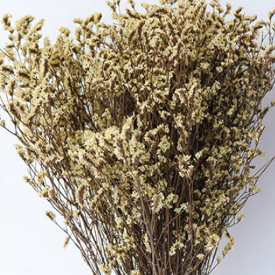 Лимониум крупноцветковый Vanilla сухоцвет (1 пучок) фото