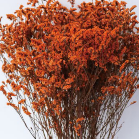 Лимониум крупноцветковый Reef сухоцвет (1 пучок) фото