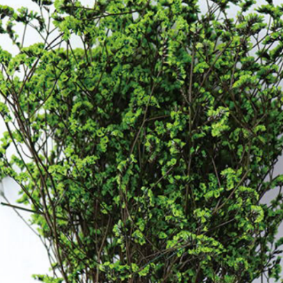 Лимониум крупноцветковый green grass сухоцвет (1 пучок) фото