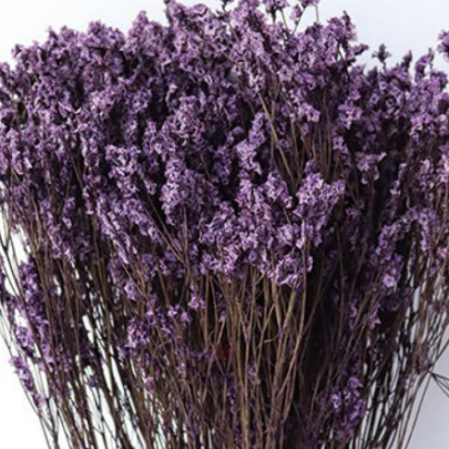 Лимониум крупноцветковый Purple сухоцвет оптом (1 пучок) фото