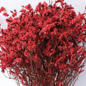 Лимониум крупноцветковый Red madder сухоцвет оптом (1 пучок) фото