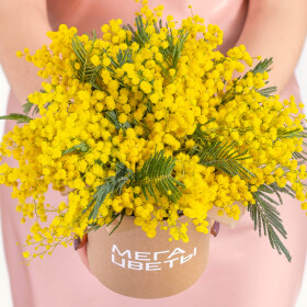 Букет "3 Пучка Мимозы" в коробке фото