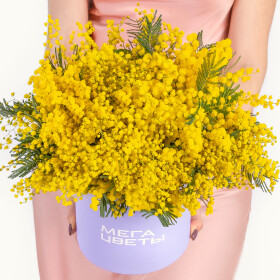 Букет "5 Пучков Мимозы" в коробке фото