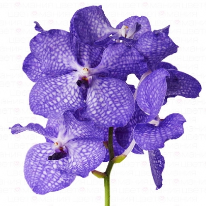 Орхидея Ванда Синяя (1 цветок) фото
