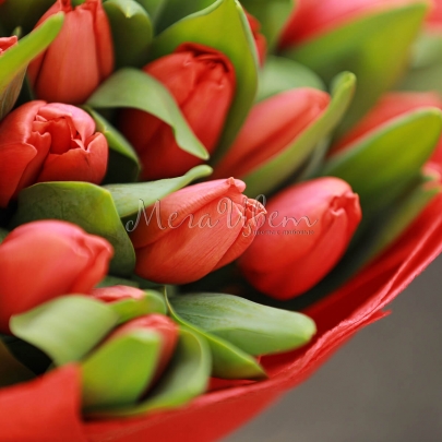 101 Красный Тюльпан в пленке фото изображение 3