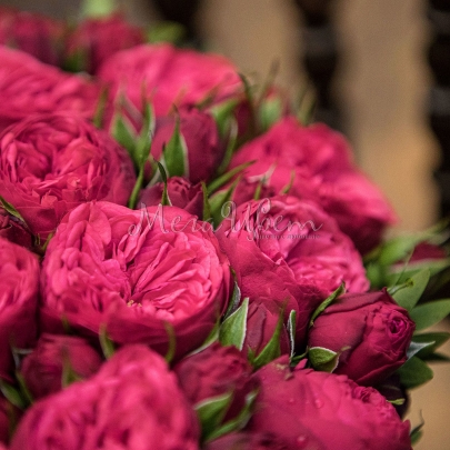 35 Кустовых Пионовидных Красных Роз (40 см.) в коробке фото изображение 3