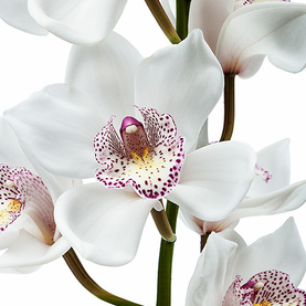 Орхидея Цимбидиум Белая (1 цветок) фото