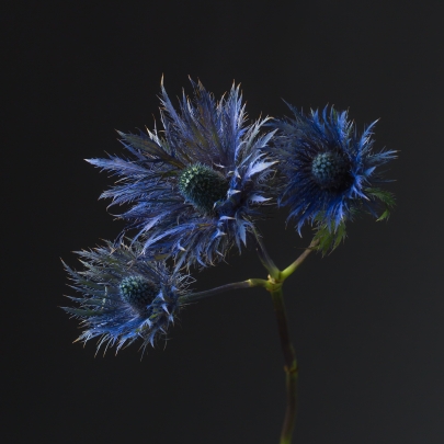 Эрингиум Синий сухоцвет (1 ветка) фото изображение 2