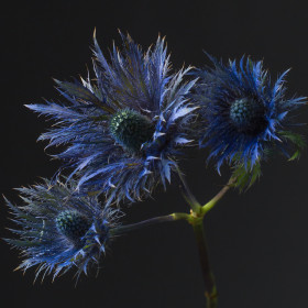 Эрингиум Синий сухоцвет (1 ветка) фото