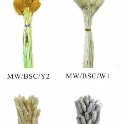 Фалярис сухоцвет (1 ветка) фото изображение 3