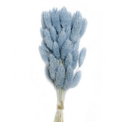 Фалярис Бледно-Синий сухоцвет оптом (1 штука) фото