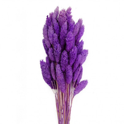 Фалярис Фиолетовый сухоцвет оптом (1 штука) фото
