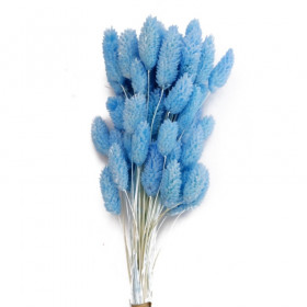 Фалярис Голубой сухоцвет оптом (1 штука) фото