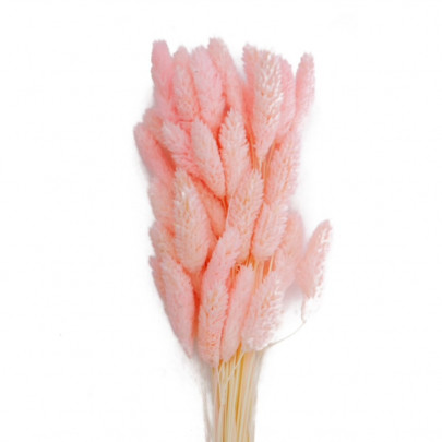 Фалярис Розовый сухоцвет оптом (1 штука) фото