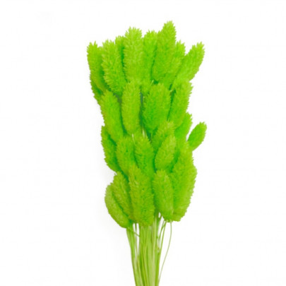 Фалярис Ярко-Зеленый сухоцвет оптом (1 штука) фото