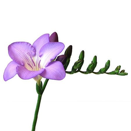 

Фрезия Сиреневая