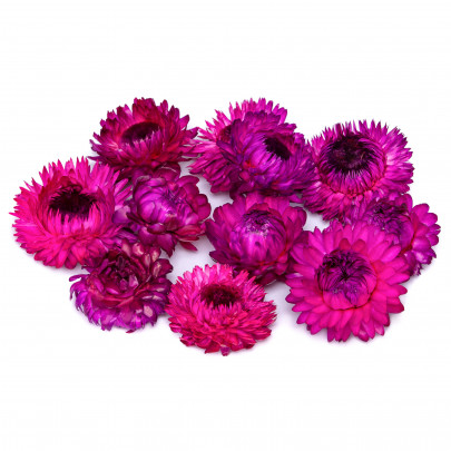 Гелихризум фиолетовый сухоцвет (1 цветок)) фото